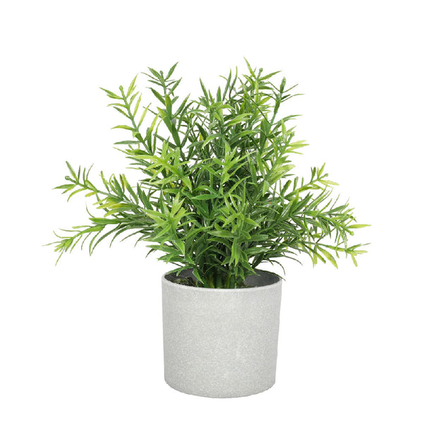 MACETA DE ROMERO 20 CM