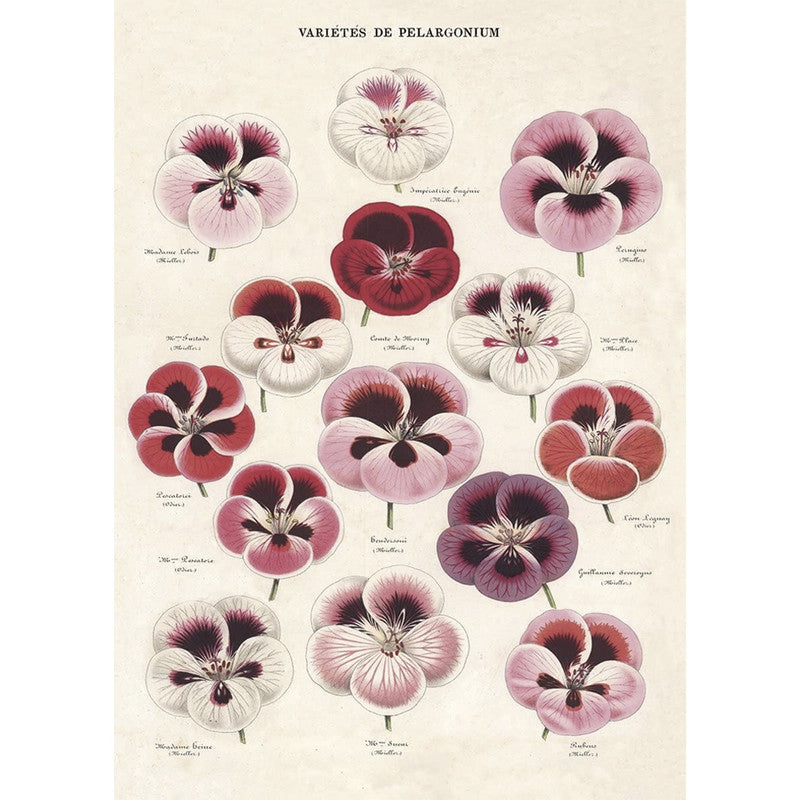 LÁMINA IMPRESA BLOSSOMS