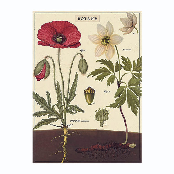 LÁMINA IMPRESA BOTANY