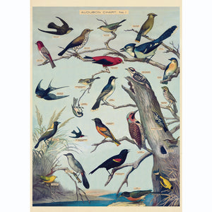 LÁMINA IMPRESA AUDUBON BIRDS