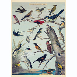 LÁMINA IMPRESA AUDUBON BIRDS