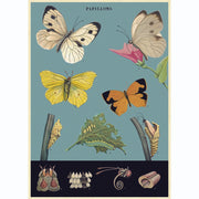 LÁMINA IMPRESA BUTTERFLIES II