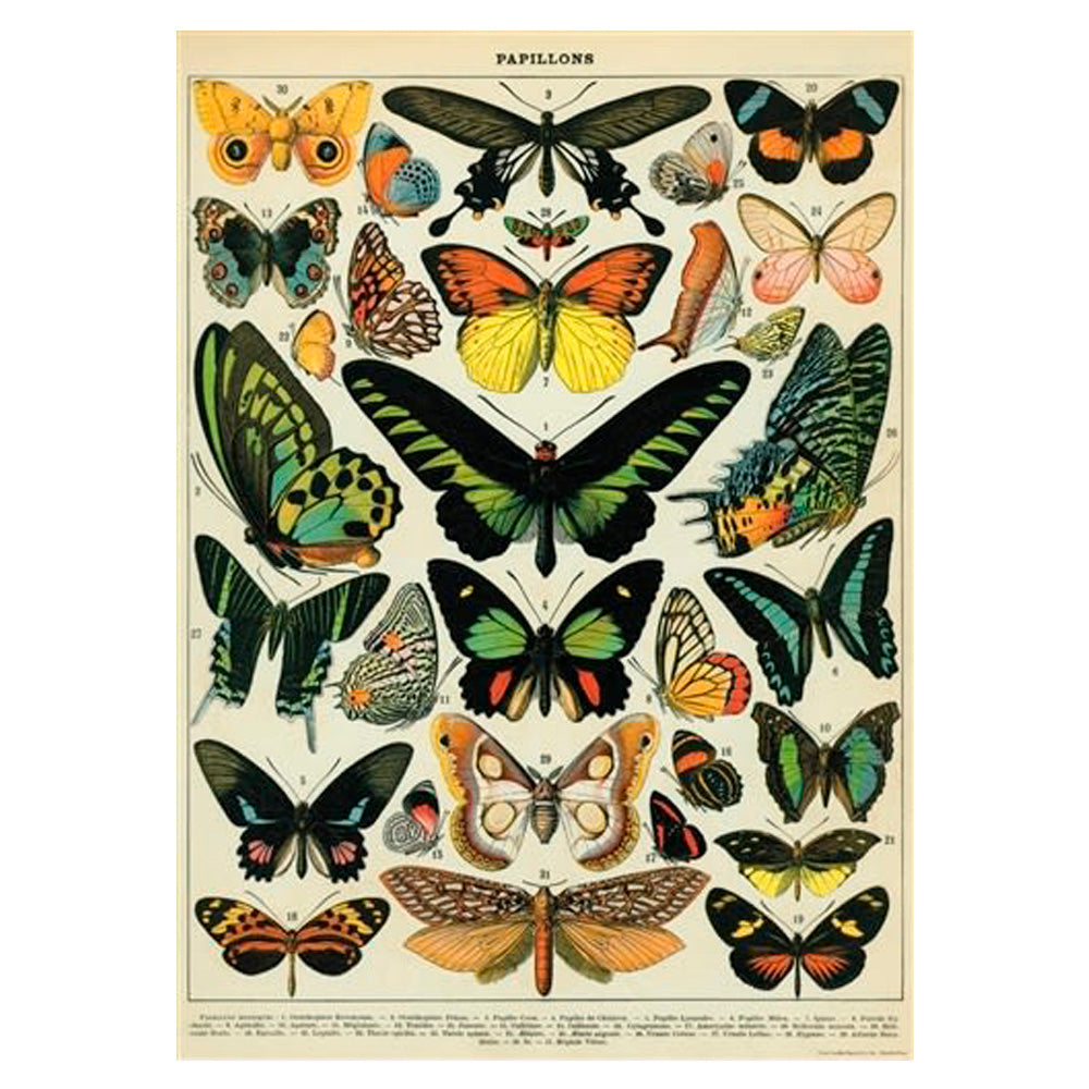 LÁMINA IMPRESA BUTTERFLIES CHART II