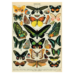 LÁMINA IMPRESA BUTTERFLIES CHART II