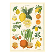 LÁMINA IMPRESA CITRUS