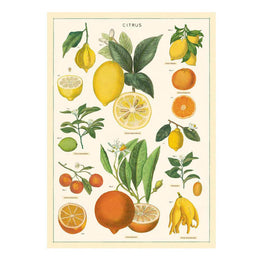 LÁMINA IMPRESA CITRUS