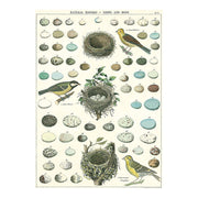 LÁMINA IMPRESA NEST, EGGS & BIRDS