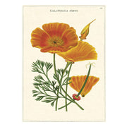 LÁMINA IMPRESA CALIFORNIA POPPY