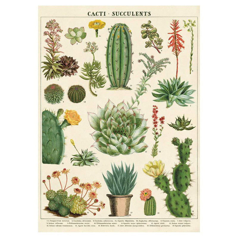 LÁMINA IMPRESA CACTI & SUCCULENTS