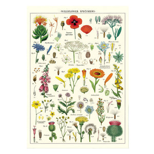 LÁMINA IMPRESA WILDFLOWERS