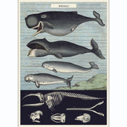 LÁMINA IMPRESA WHALE CHART