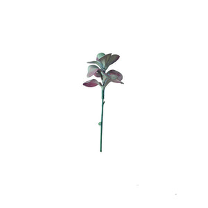 SUCULENTA JADE ROSADO
