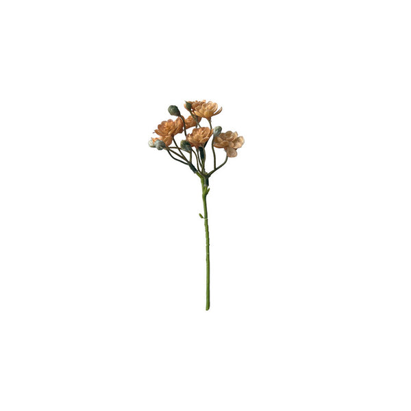 SUCULENTA AEONIUM AMARILLA