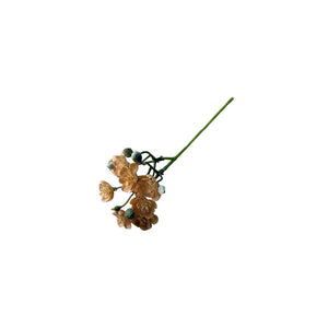 SUCULENTA AEONIUM AMARILLA