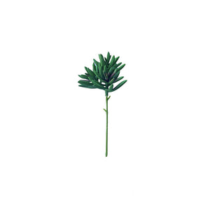 SUCULENTA SENECIO VERDE