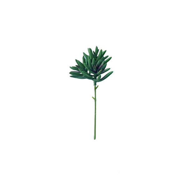 SUCULENTA SENECIO VERDE
