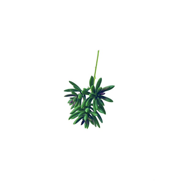 SUCULENTA SENECIO VERDE