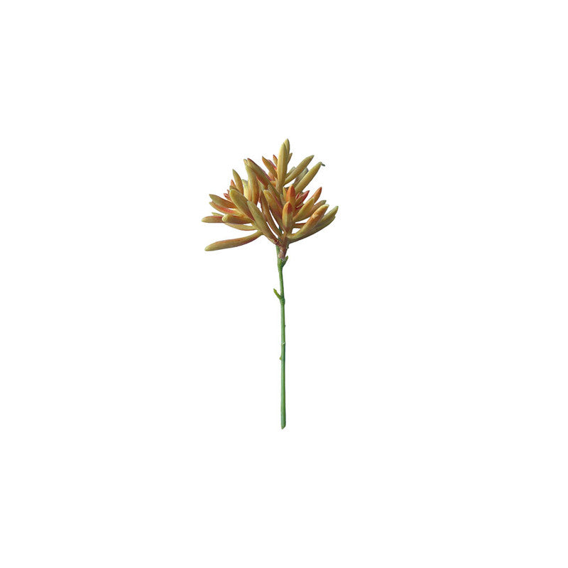 SUCULENTA SENECIO AMARILLO