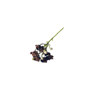 SUCULENTA AEONIUM CAFÉ