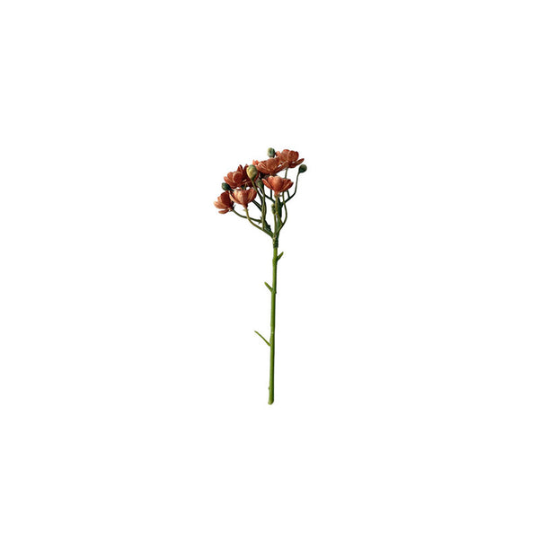 SUCULENTA AEONIUM ROJA
