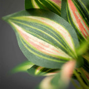 RAMA TRADESCANTIA 46CM