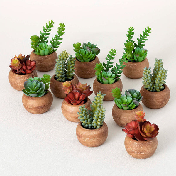 MINI POTE SUCULENTAS ECHEVERIA VERDE