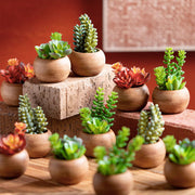 MINI POTE SUCULENTAS COLA DE BURRO