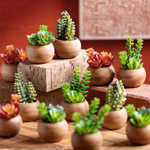 MINI POTE SUCULENTAS ECHEVERIA-COLA DE BURRO