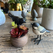 MINI POTE SUCULENTAS ECHEVERIA BURDEO