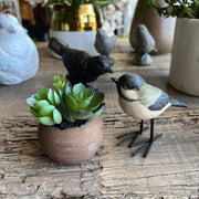 MINI POTE SUCULENTAS ECHEVERIA VERDE