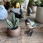 MINI POTE SUCULENTAS COLA DE BURRO