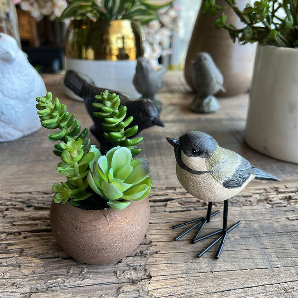 MINI POTE SUCULENTAS ECHEVERIA-COLA DE BURRO