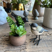 MINI POTE SUCULENTAS ECHEVERIA-COLA DE BURRO