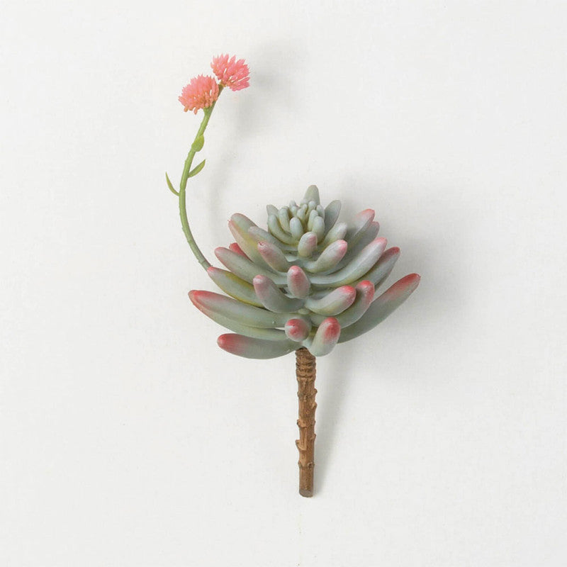 SUCULENTA SEDUM PACHYPYLUM AZUL 23CM