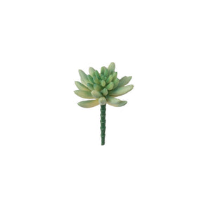 SUCULENTA SEDUM PACHYPYLUM VERDE 10CM