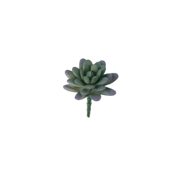 SUCULENTA SEDUM PACHYPYLUM MORADO 10CM