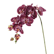 ORQUIDEA BURDEO 102 CM