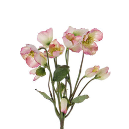 ELÉBORO ROSADO 30 CM