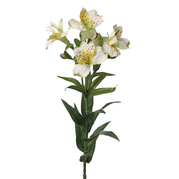 ASTROMELIA BLANCA 75 CM