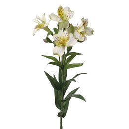 ASTROMELIA BLANCA 75 CM