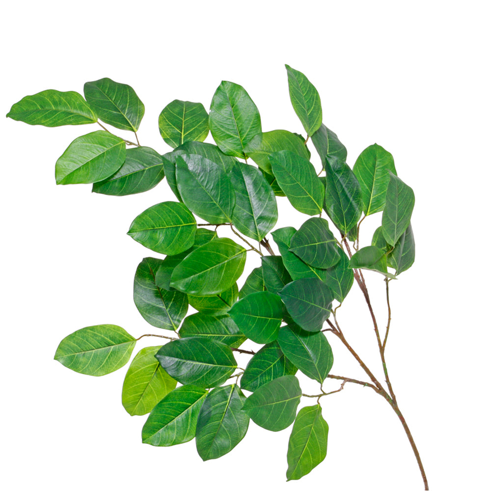 RAMA FICUS BANAYAN 94 CM