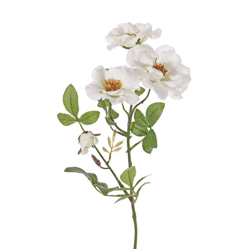 ROSA MOSQUETA BLANCA 60 CM