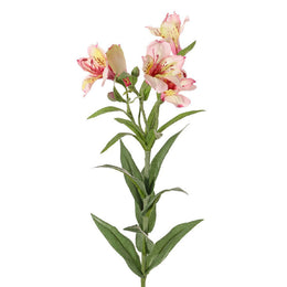 ASTROMELIA BLANCA CON ROSADO 75 CM