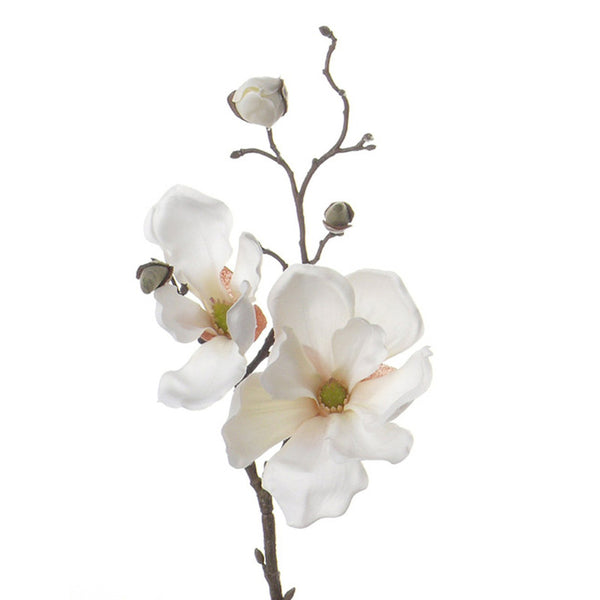 MAGNOLIA SOULANGEANA CREMA 48 CM