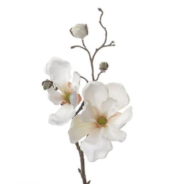 MAGNOLIA SOULANGEANA CREMA 48 CM