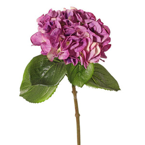 HORTENSIA PURPURA 60CM