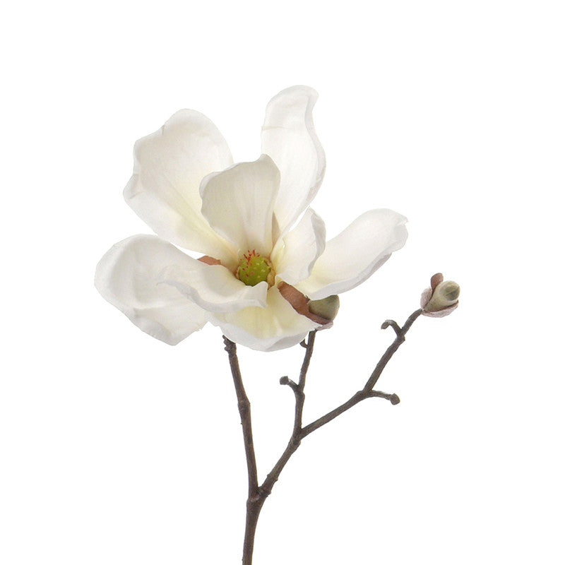 MAGNOLIA SOULANGEANA CREMA 25 CM