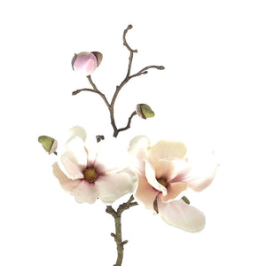 MAGNOLIA SOULANGEANA ROSA PALIDO 48 CM