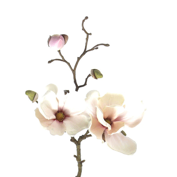 MAGNOLIA SOULANGEANA ROSA PALIDO 48 CM