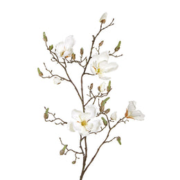 MAGNOLIA SOULANGEANA CREMA 107 CM
